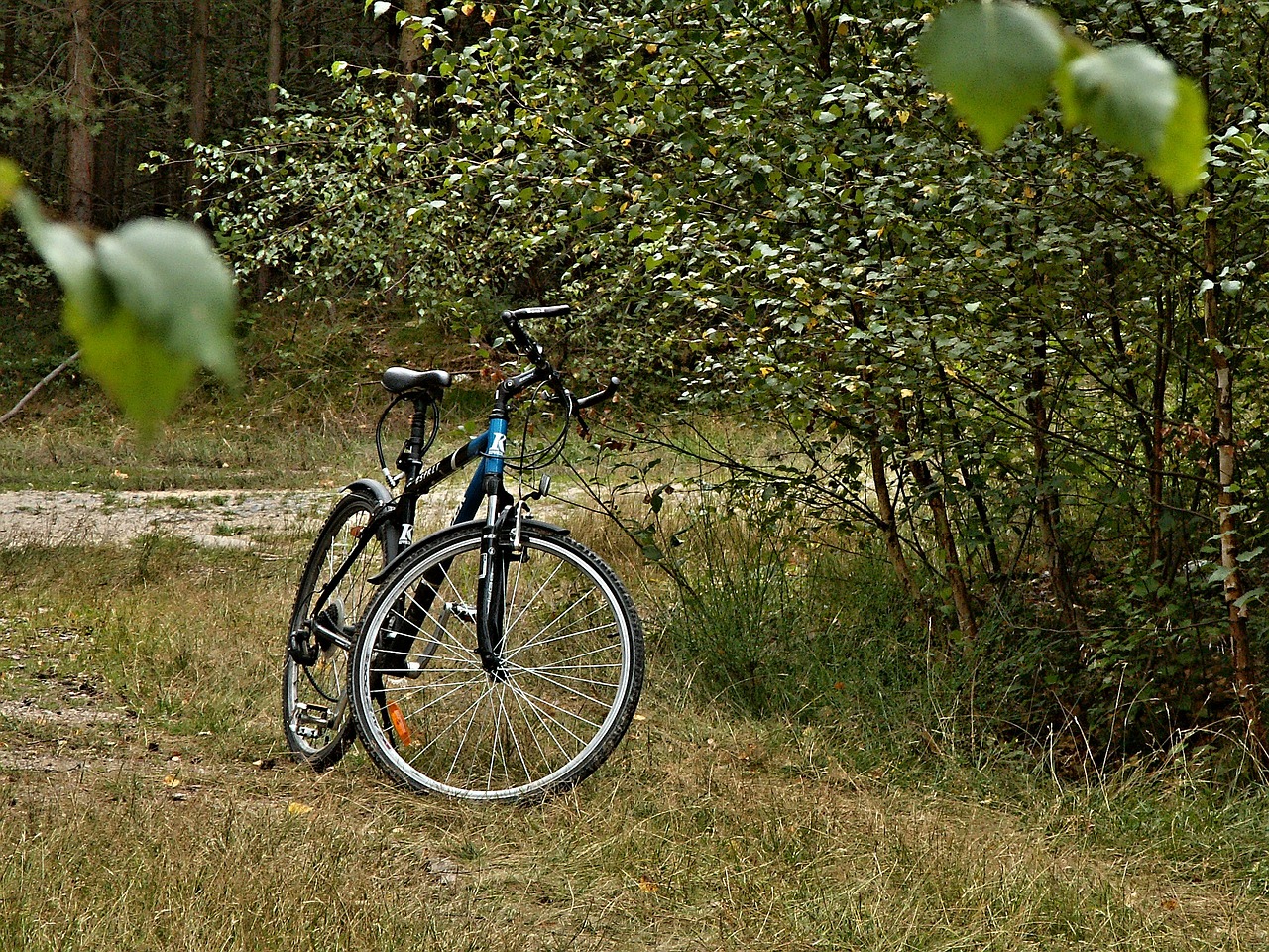 forest road round cycling free photo