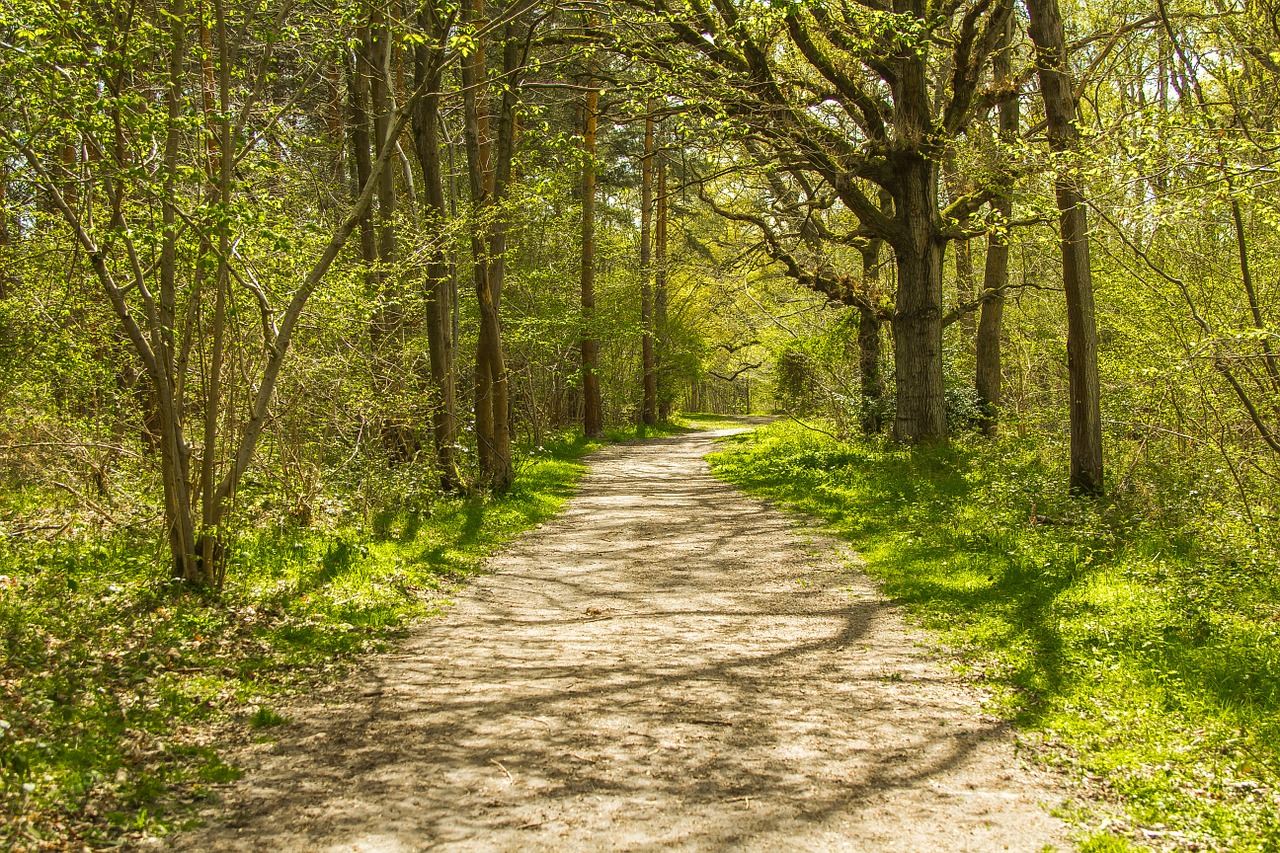 forest road nature england free photo