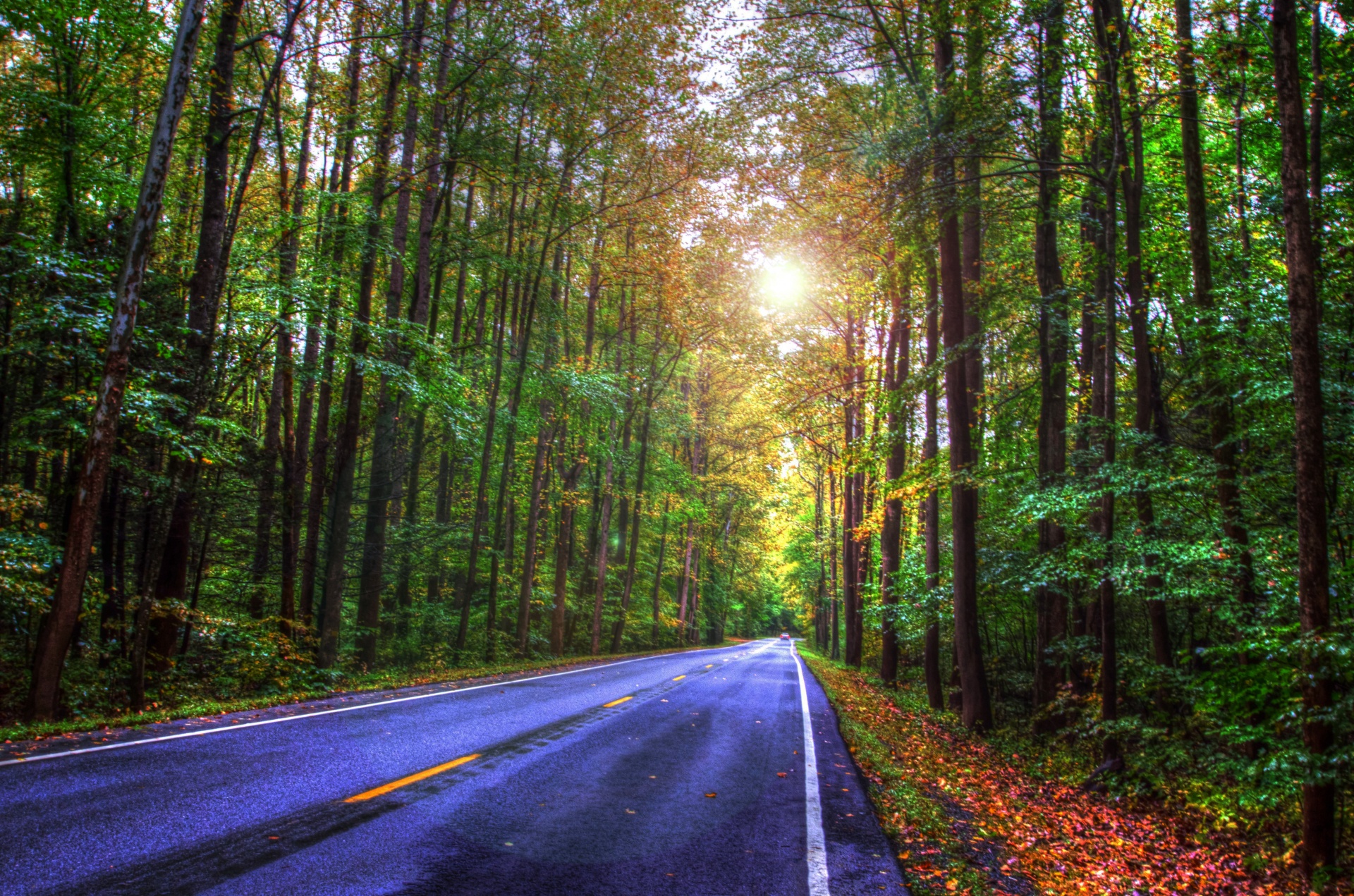 forest road highway free photo