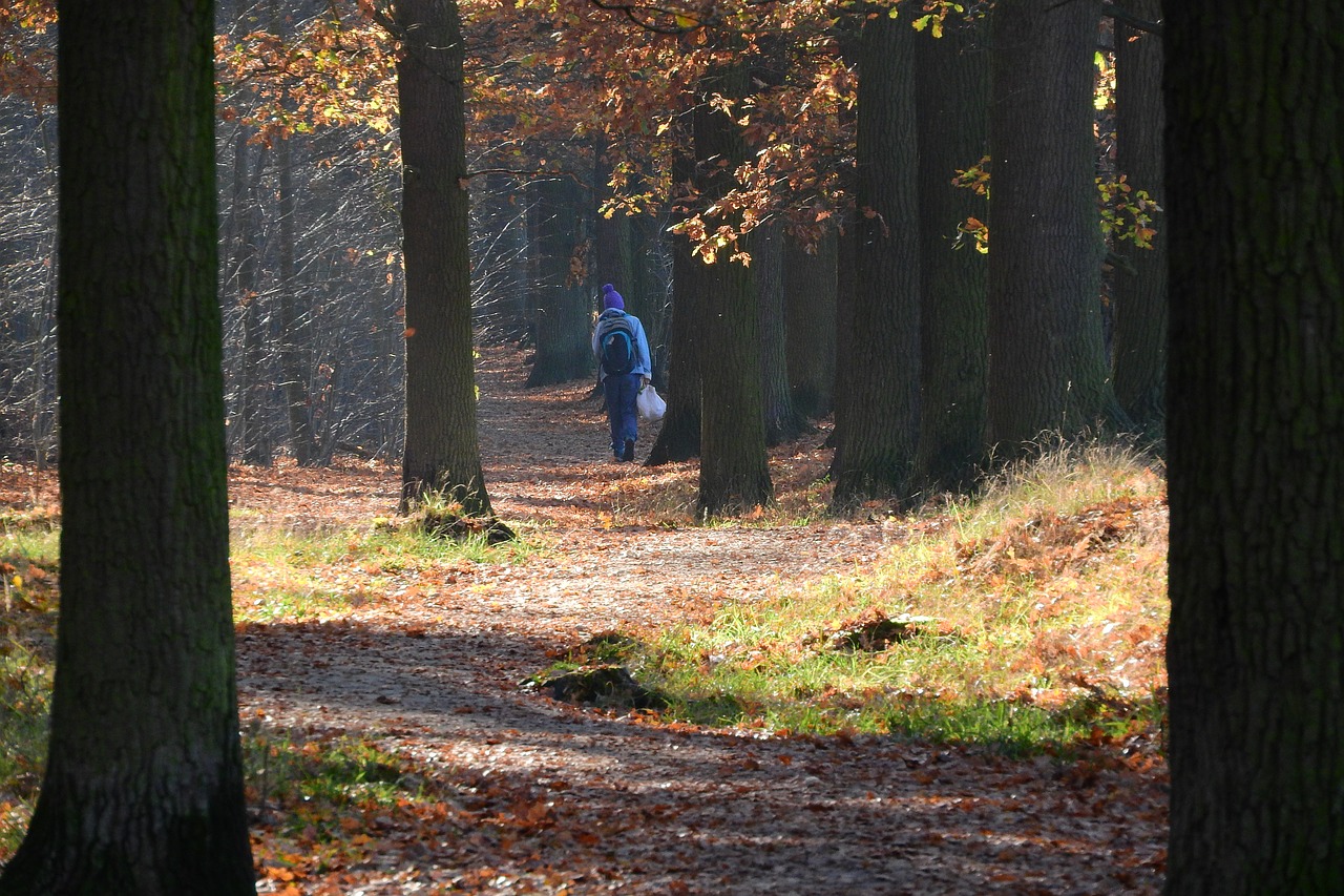 forest road footpath in the forest the path through the woods free photo