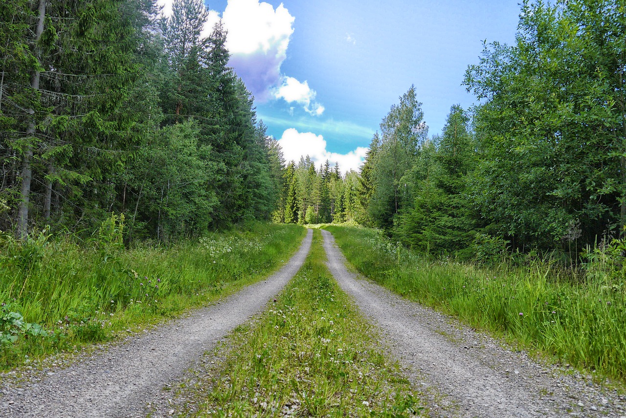 forest road road dirt road free photo