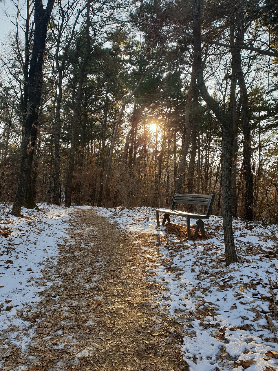 forest road  mountain  sea free photo