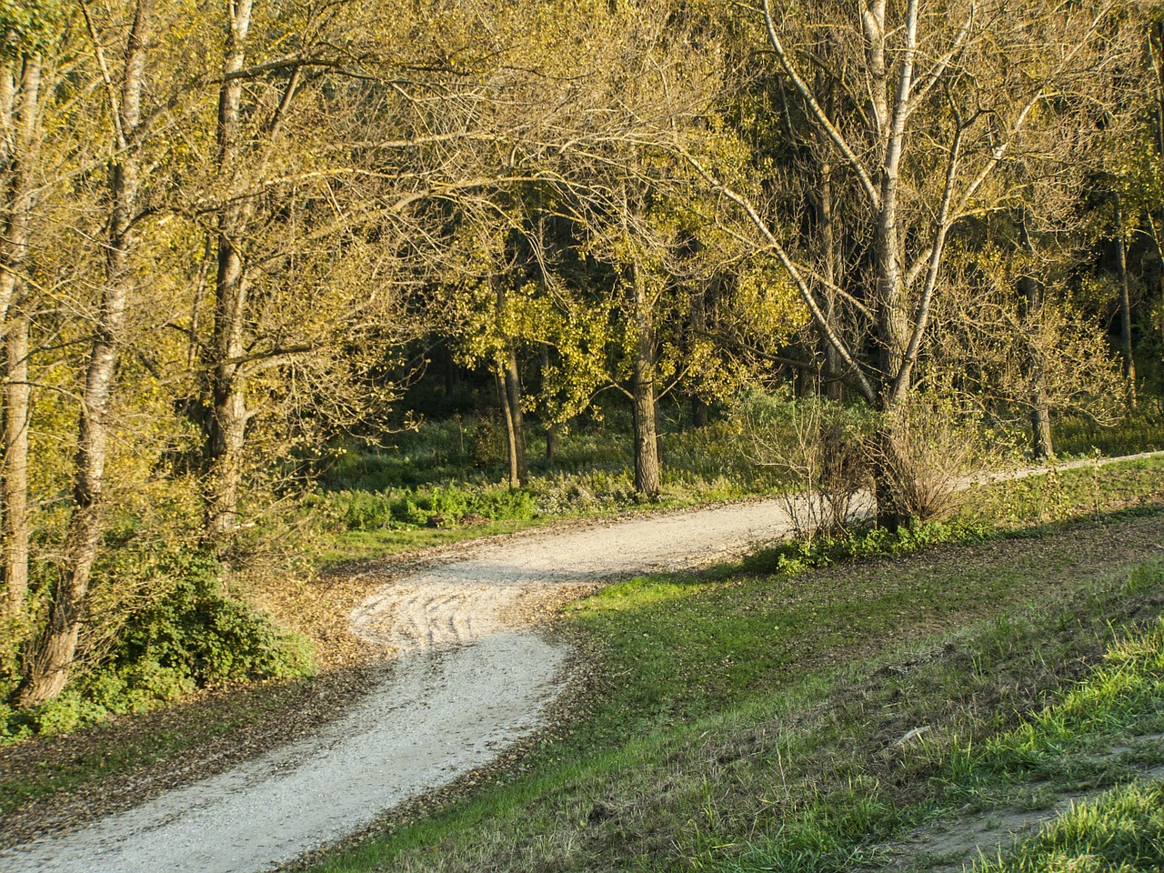 forest road autumn forest free photo