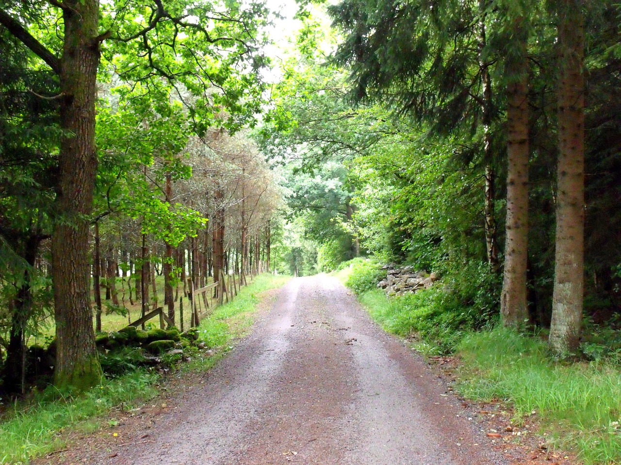 forest road hiking peace free photo