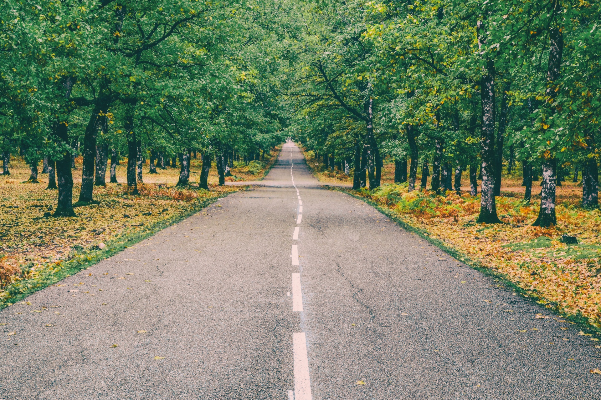 road forest autumn free photo