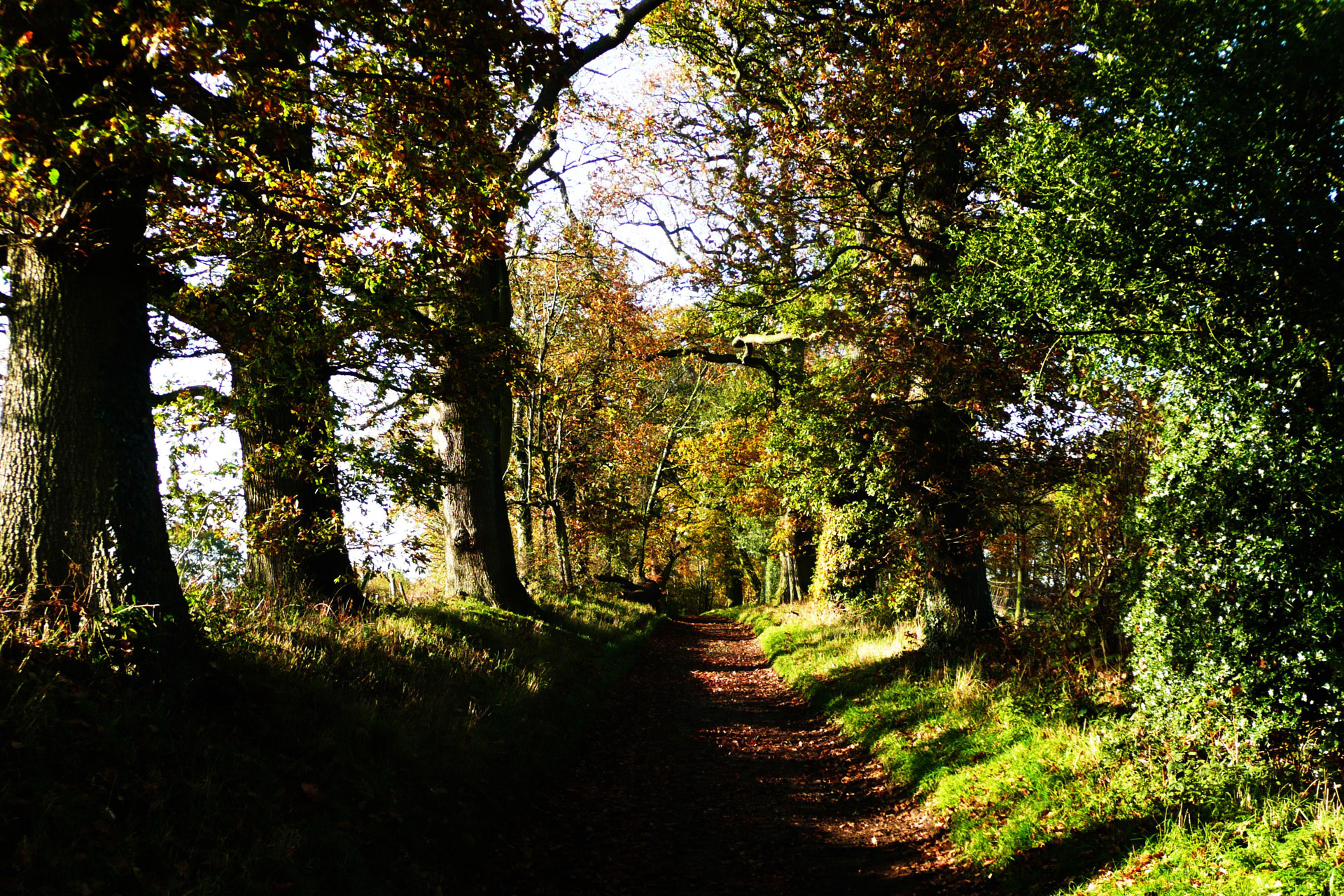 forest path autumn free photo