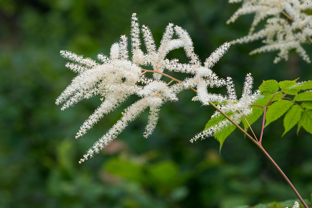 forest spiere astilbe forest plant free photo