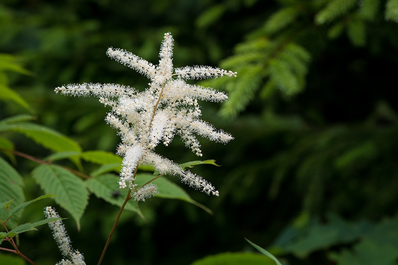 forest spiere astilbe forest plant free photo