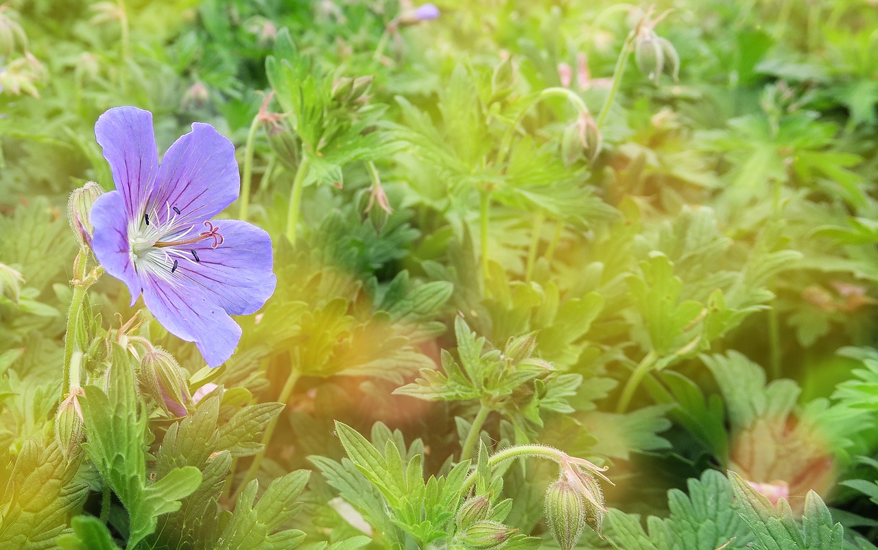 forest storchschnabel  flower  blossom free photo