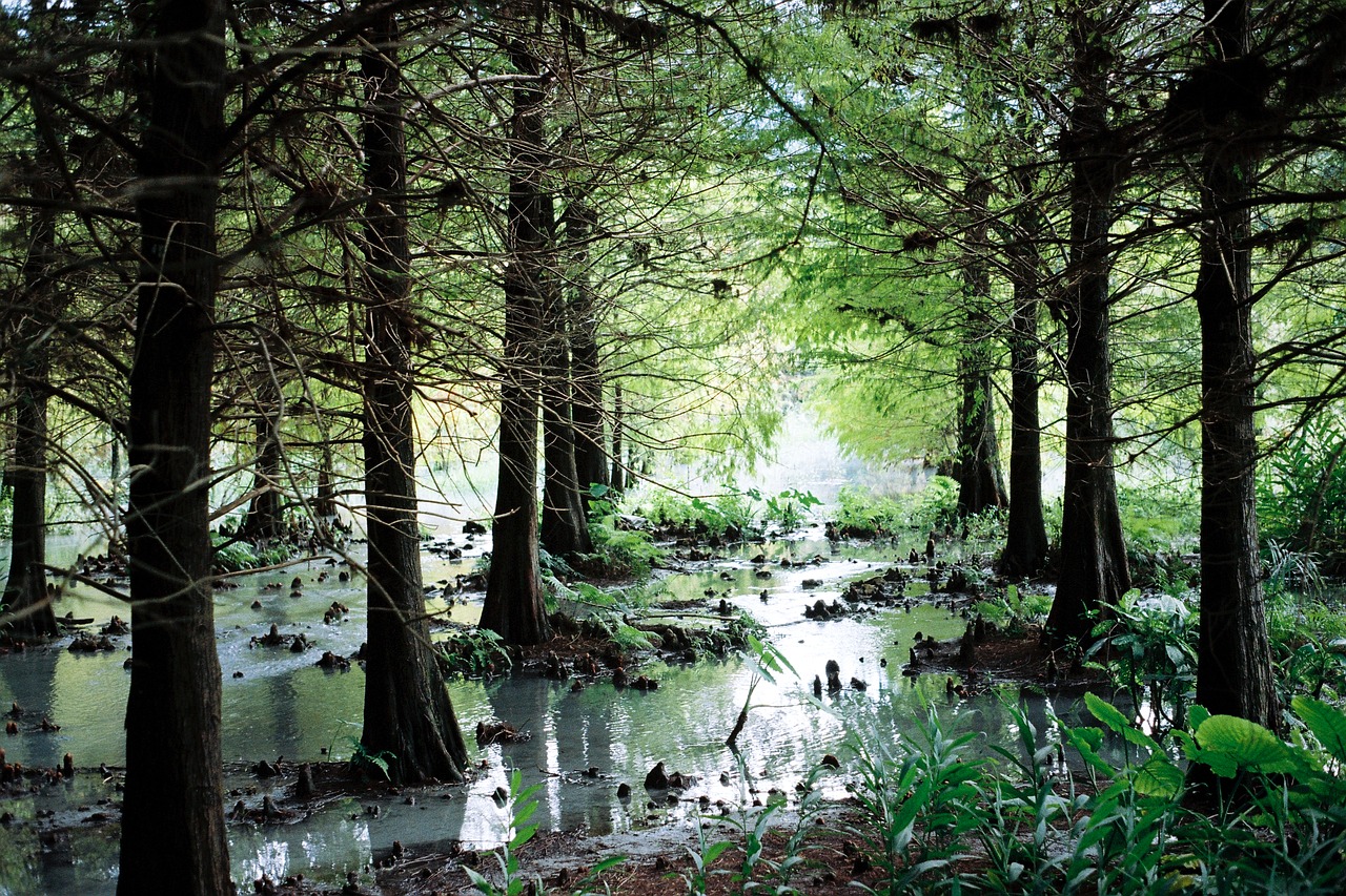 forest stream woods green plants free photo