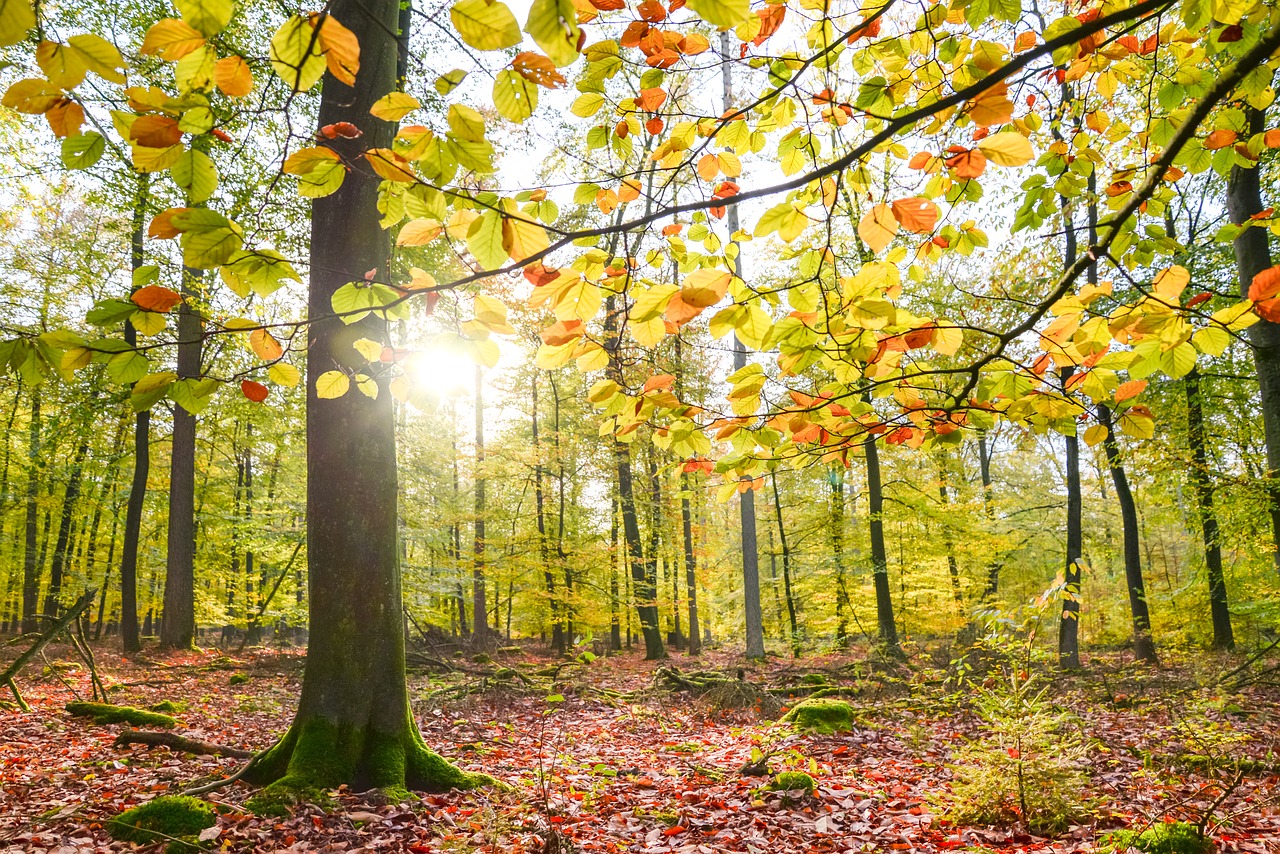 forest sunlight  sun  nature free photo