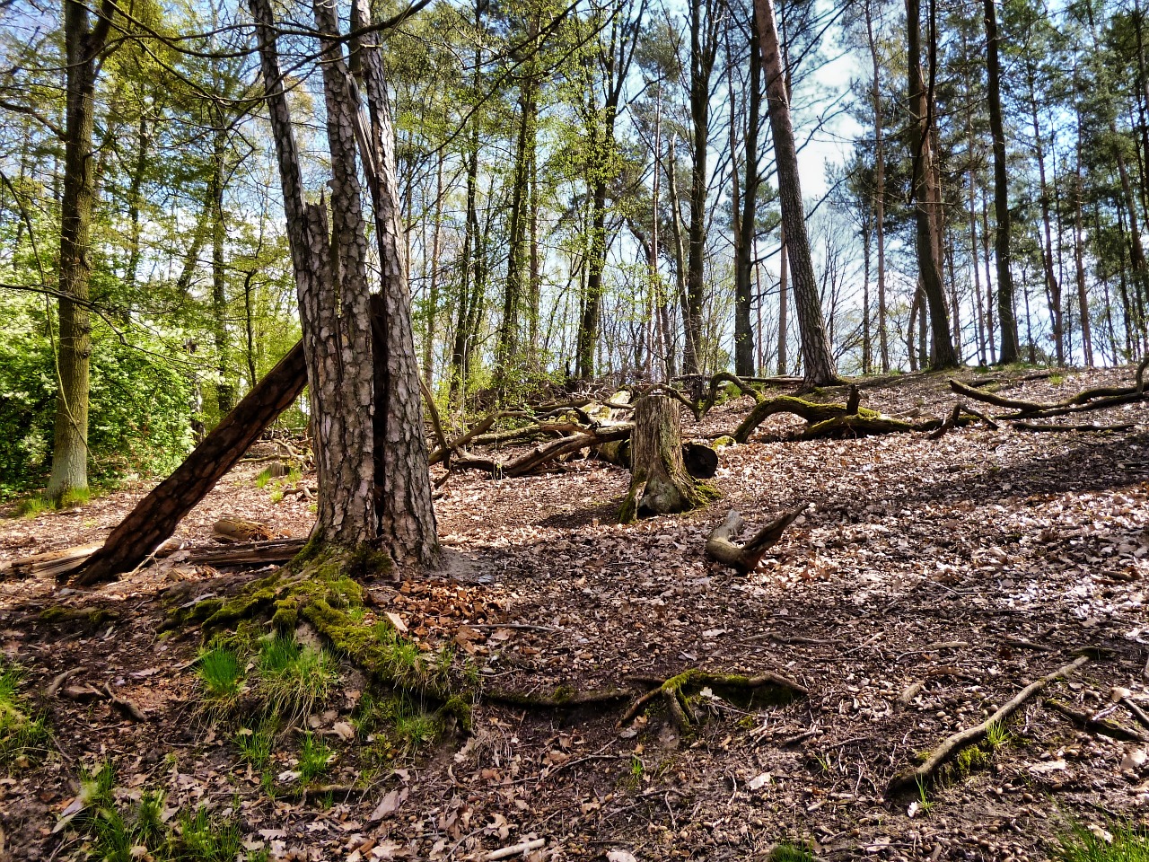 forest tee trees log free photo