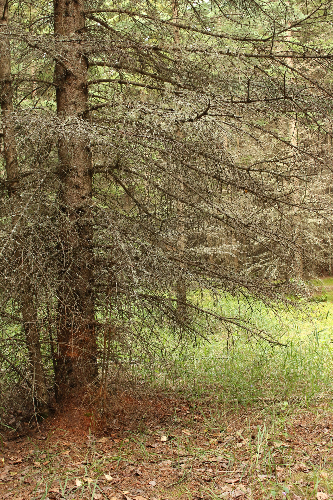 forest tree branches free photo