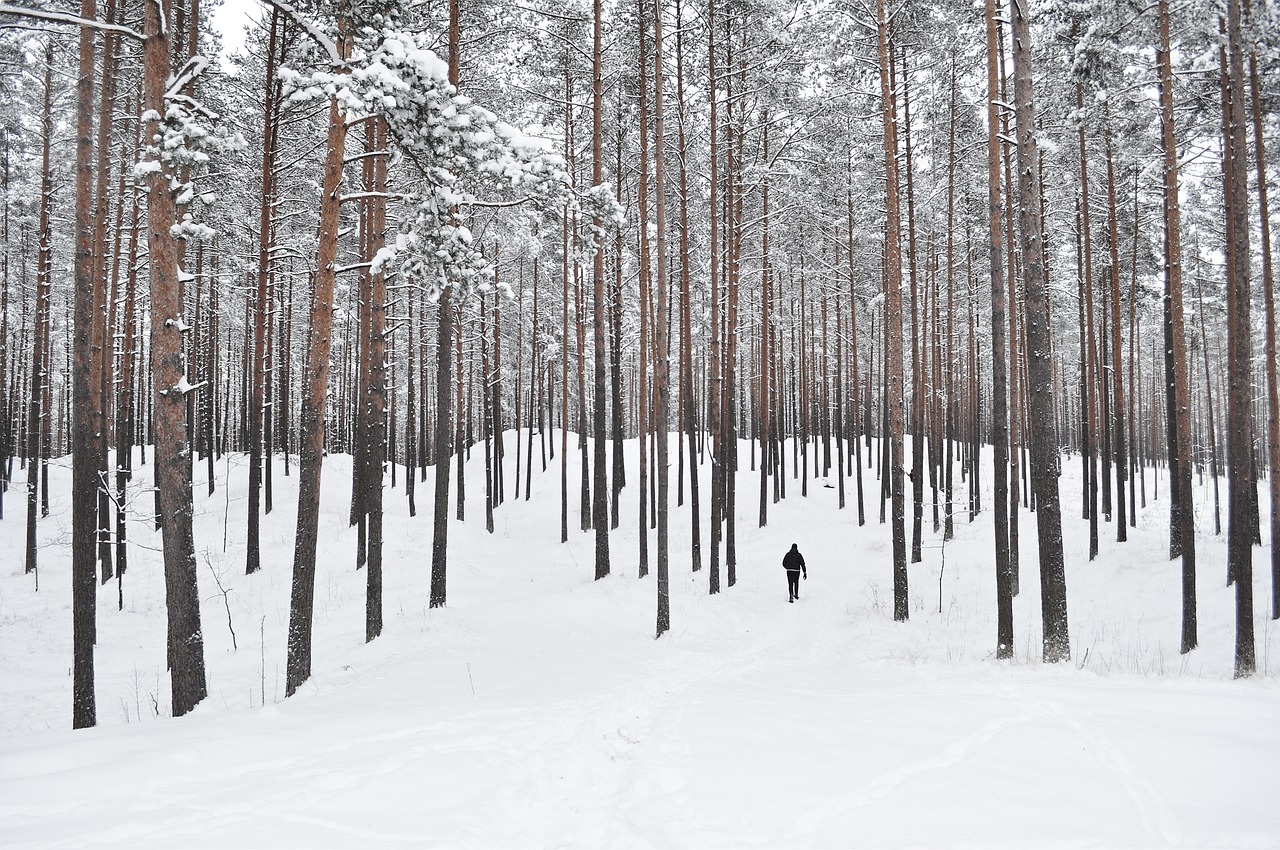 forest trees snow forest free photo