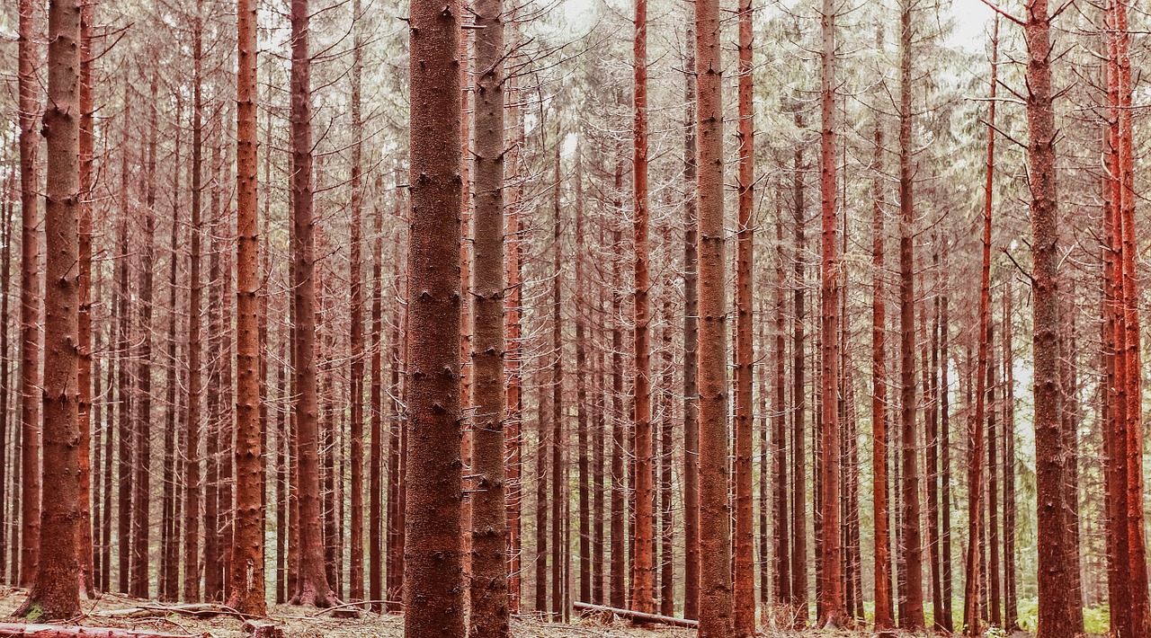 forest trees autumn forest free photo