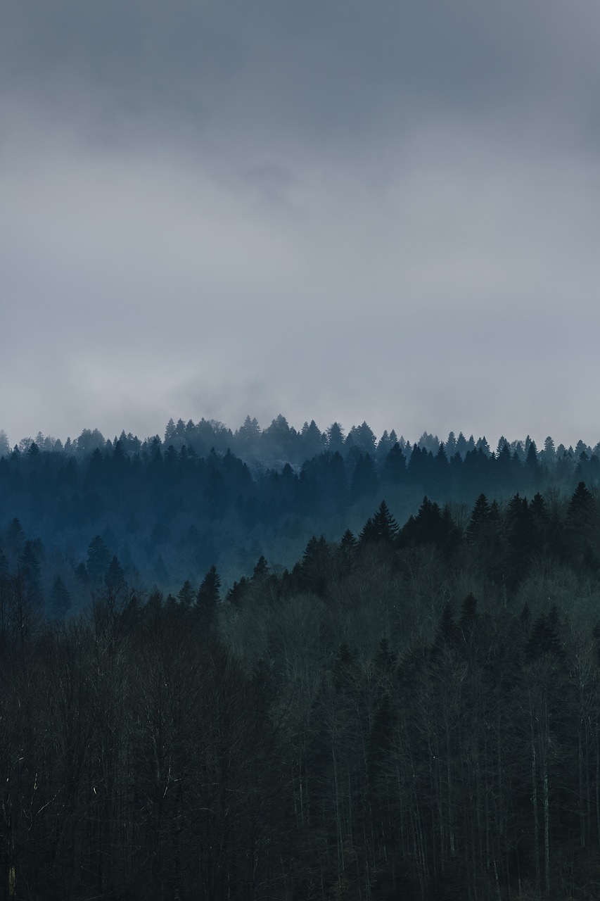 forest trees trees pine trees free photo