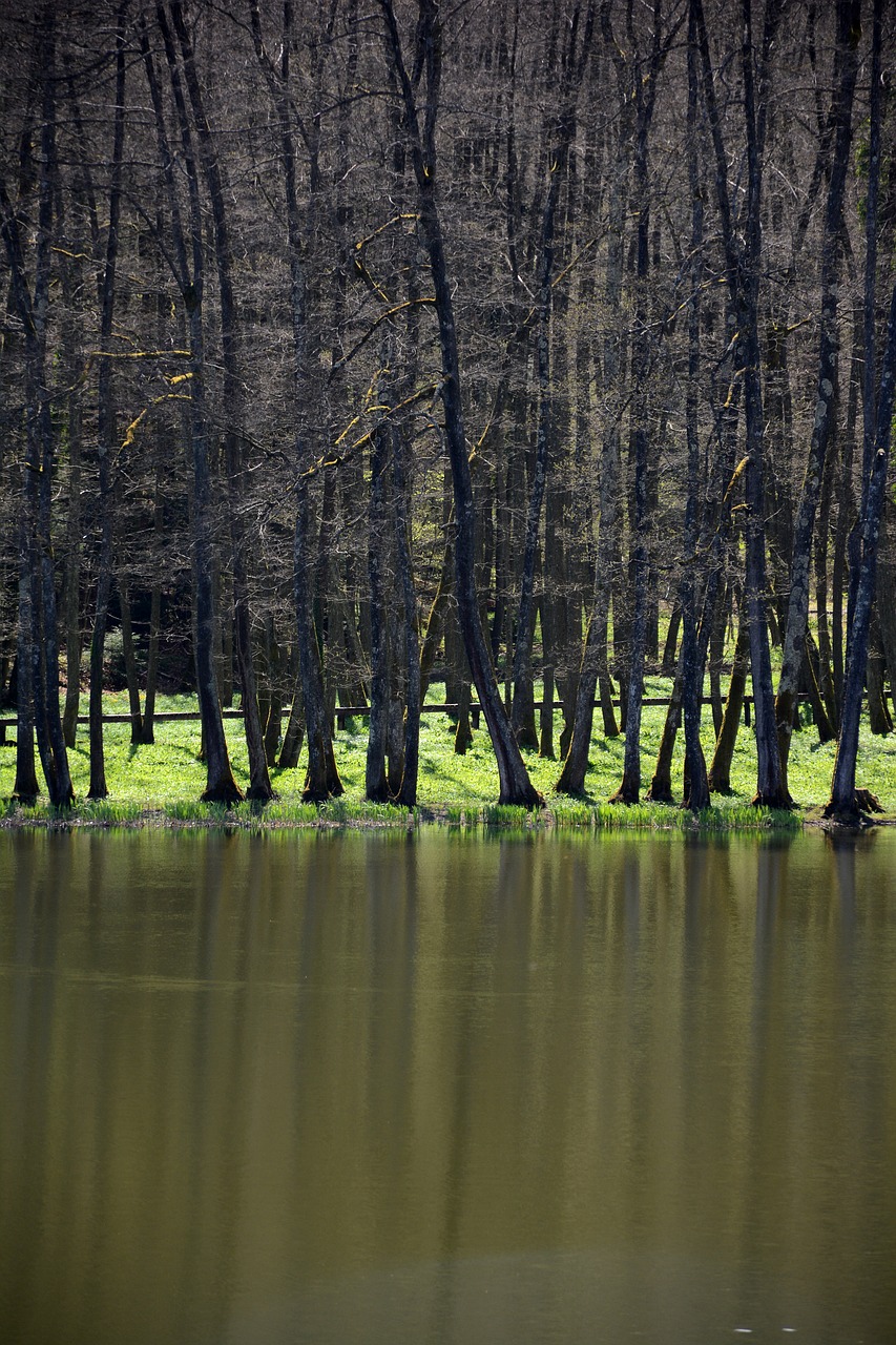 forest trees water landscape free photo