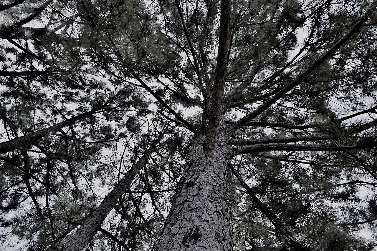 forest trees nature wild free photo