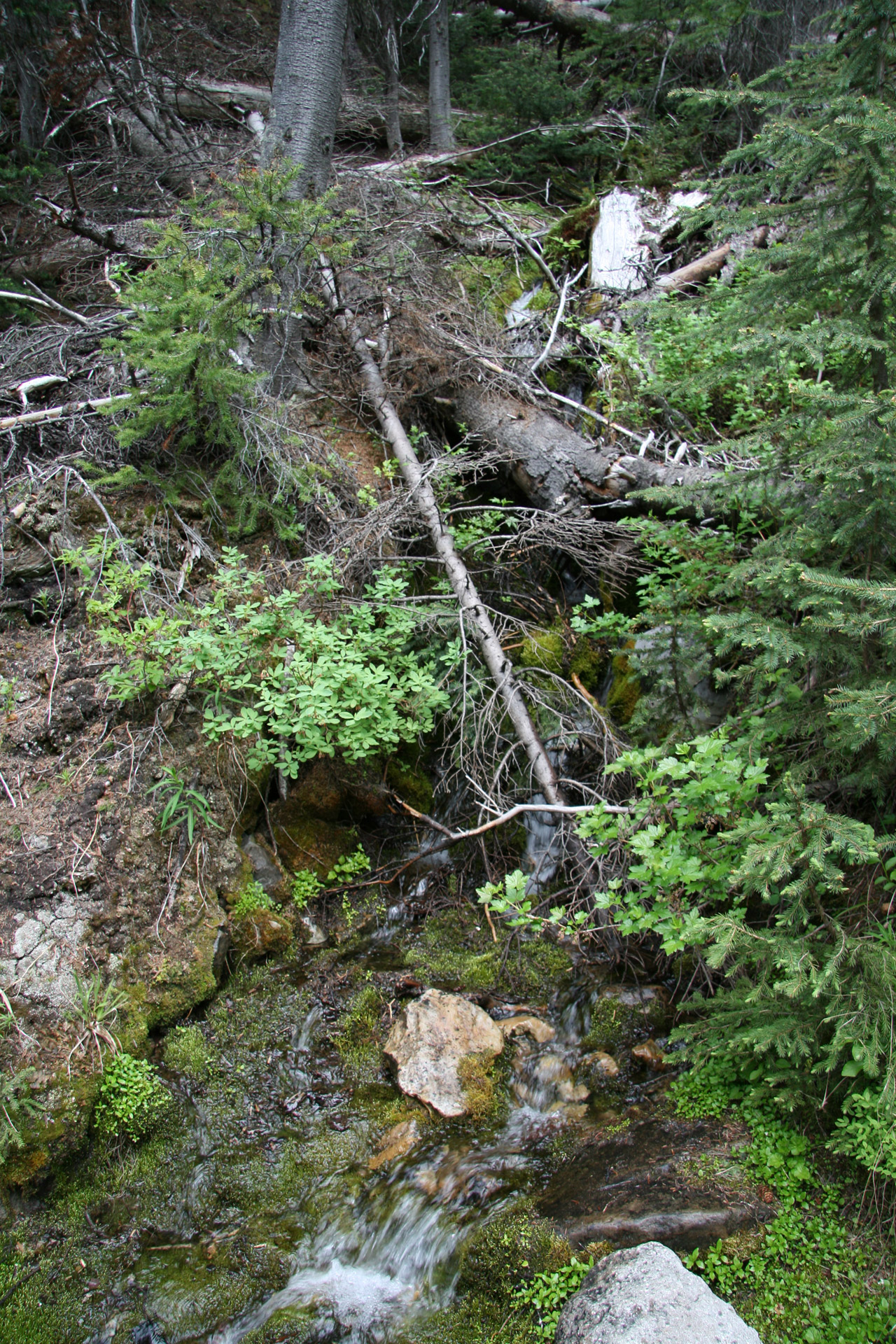 forest trees brook free photo