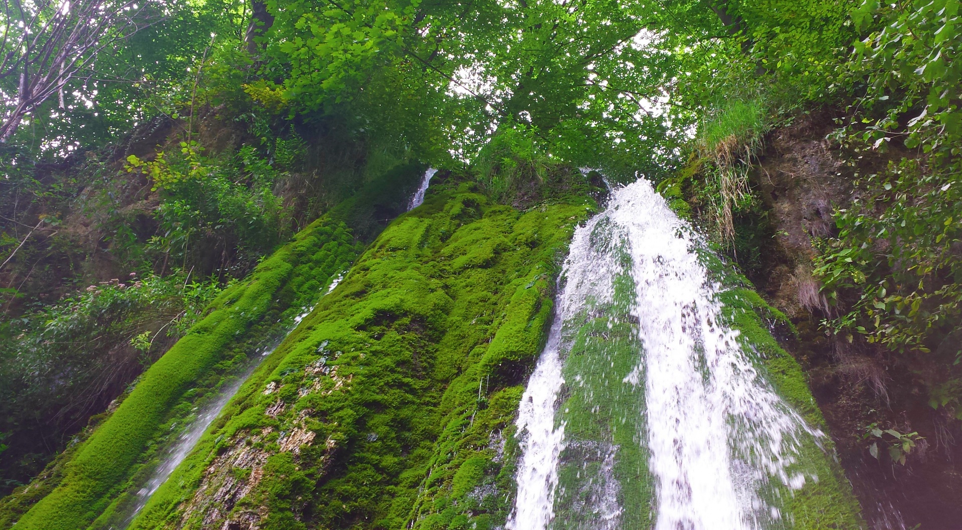 waterfall green wood free photo