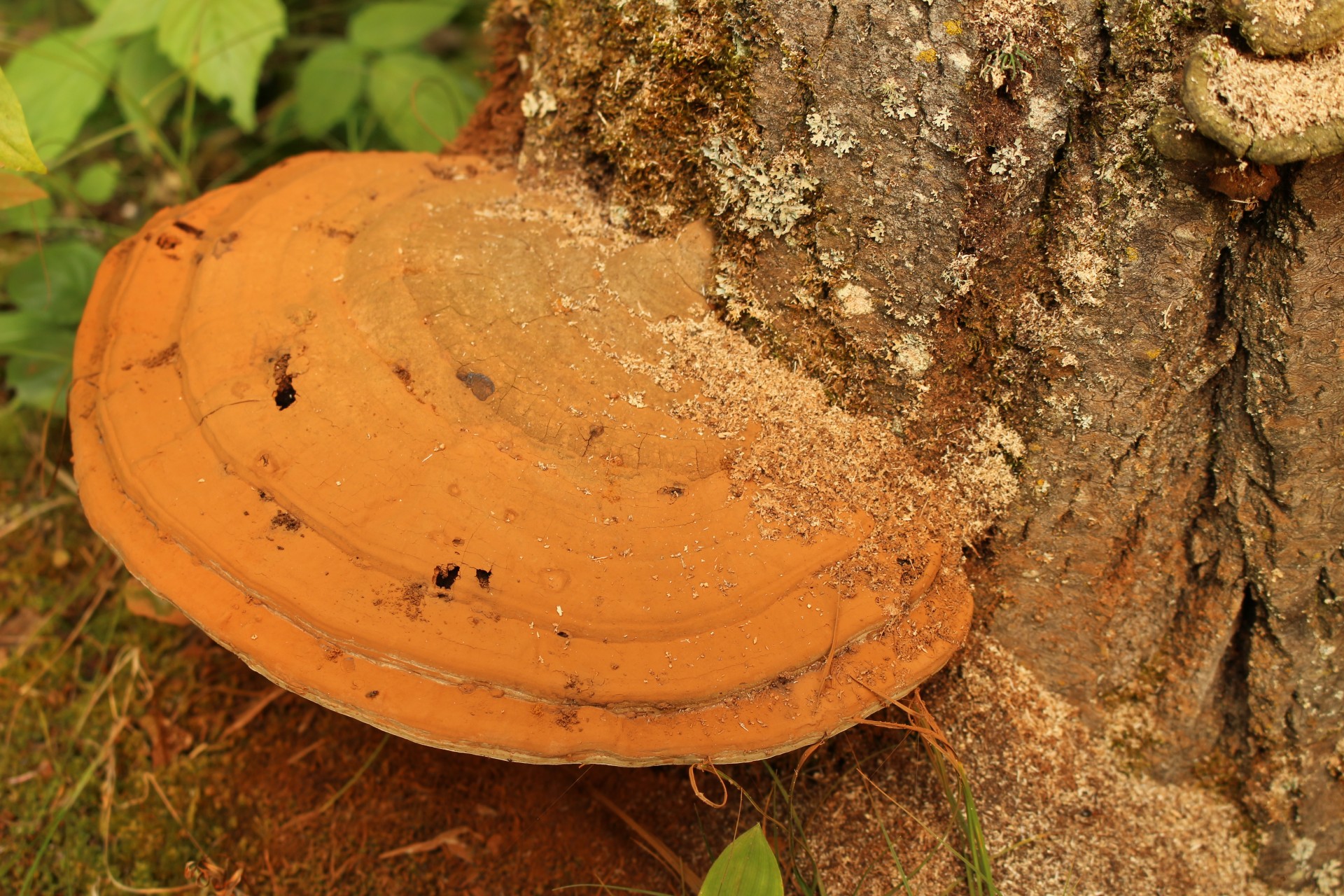 forest wild mushroom free photo