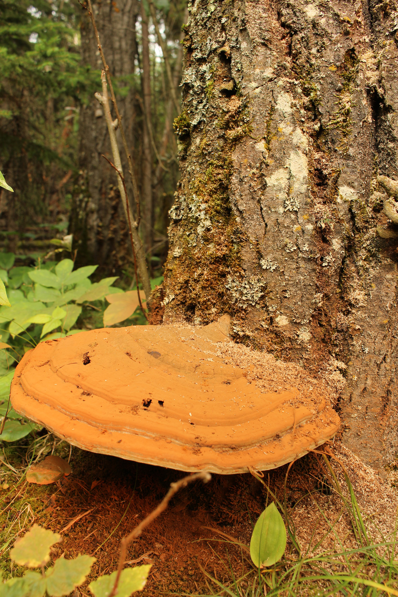 forest wild mushroom free photo