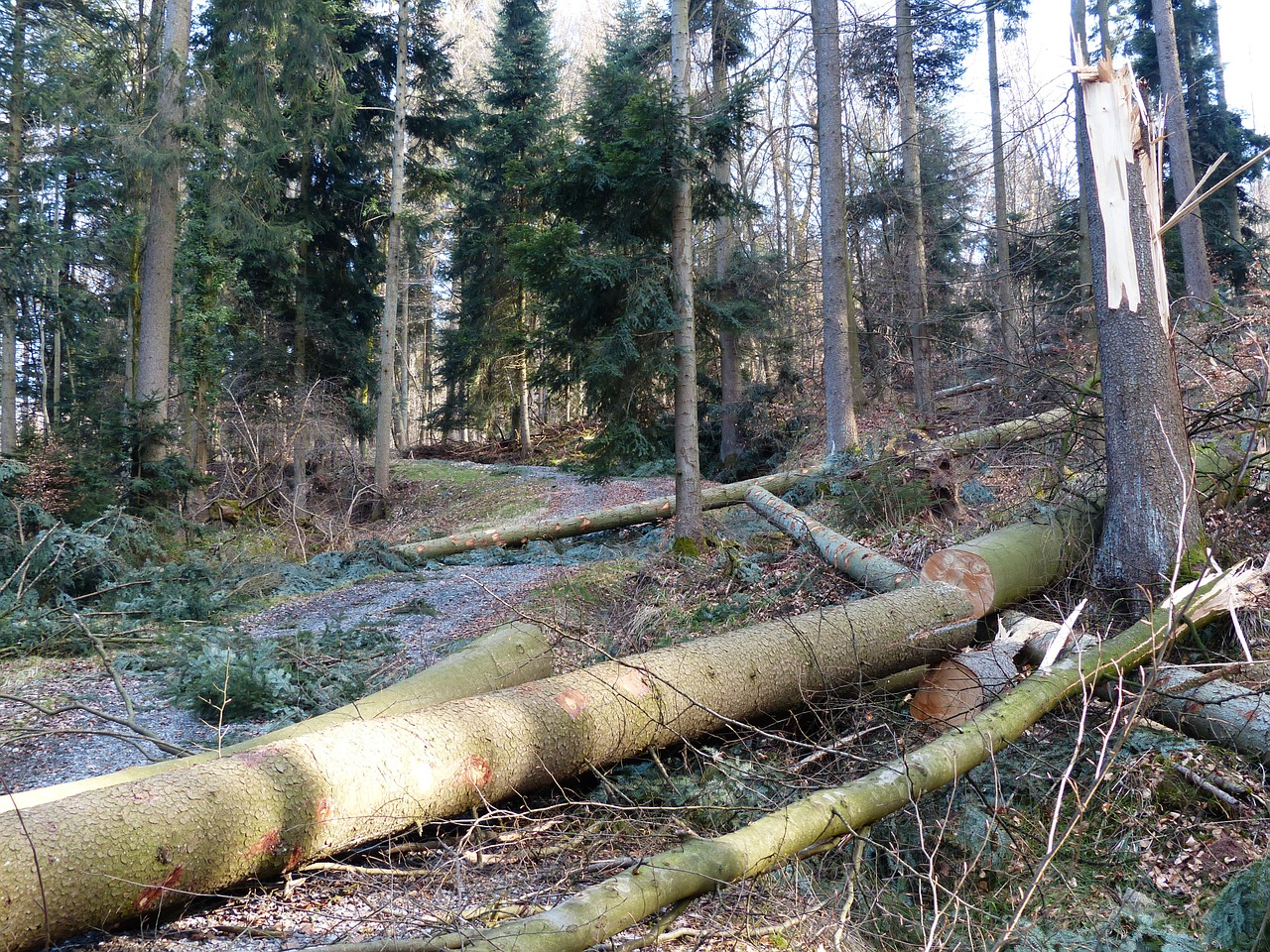 forest work wood casework tree trunks free photo