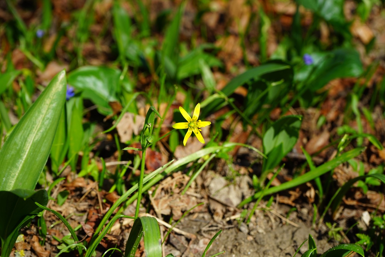 forest - yellow star gagea lutea blossom free photo