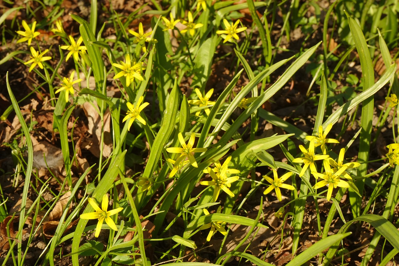 forest - yellow star gagea lutea blossom free photo