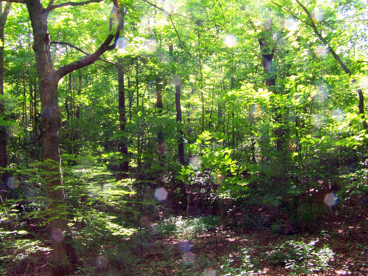 forest trees woods free photo