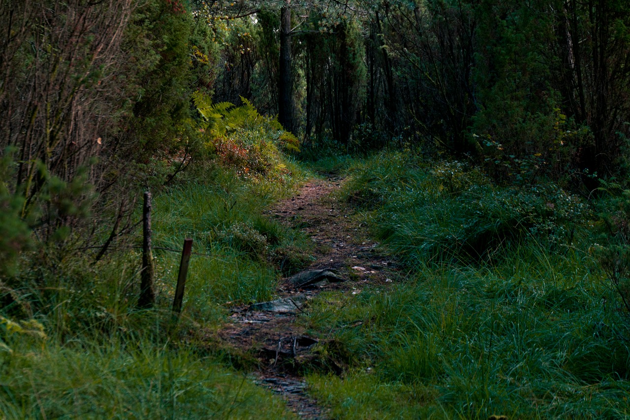 forestpath  forest  path free photo