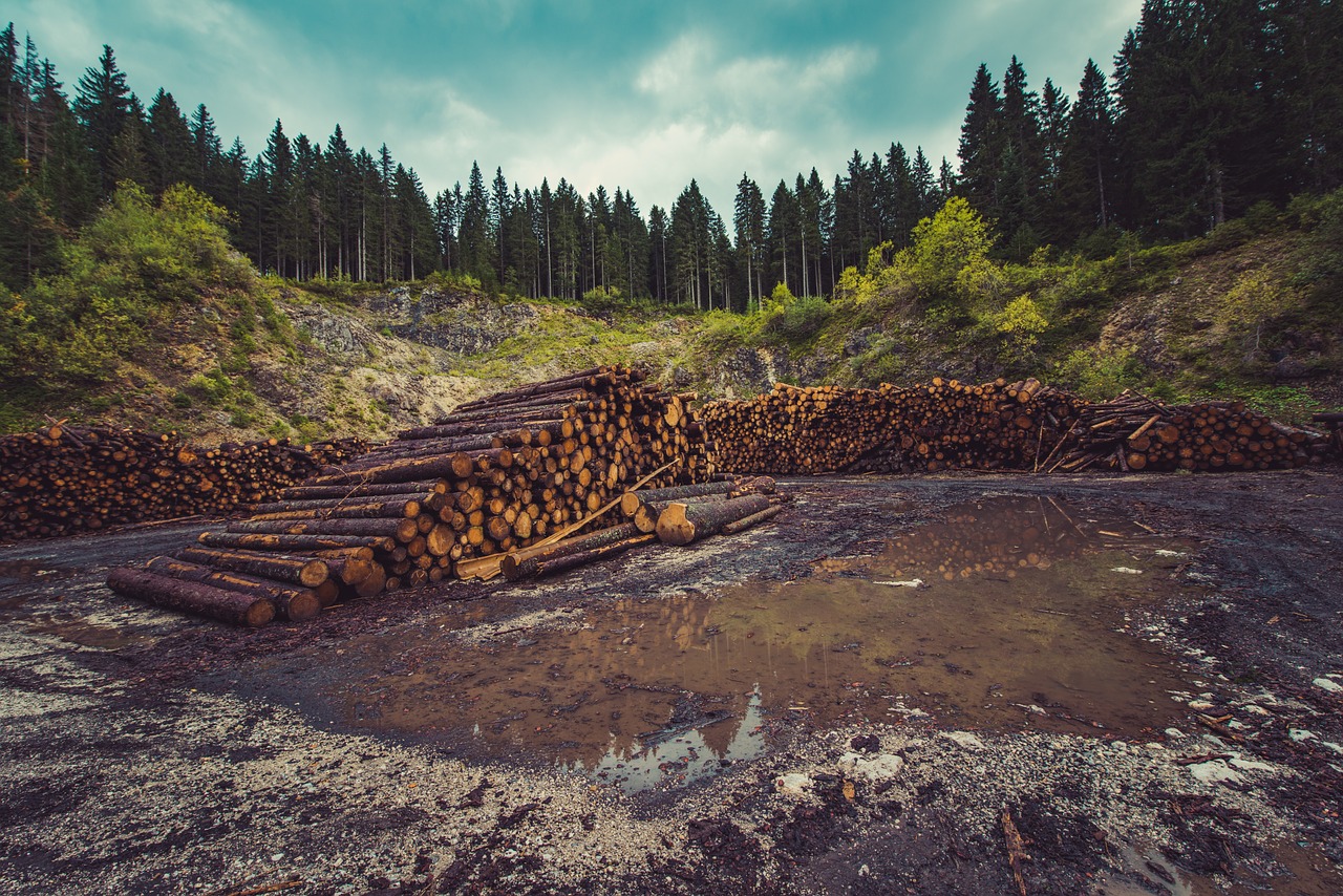 forestry logging deforestation free photo