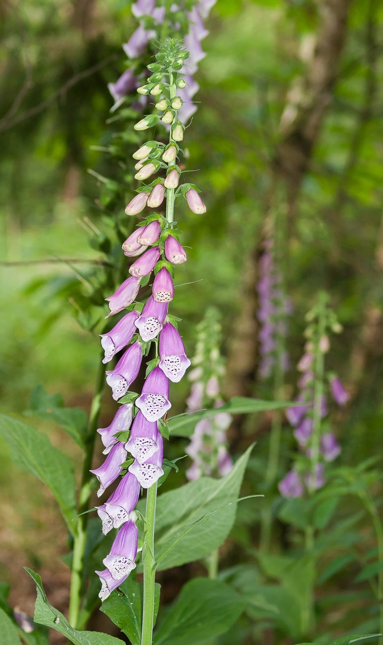 forests along the path flower free photo