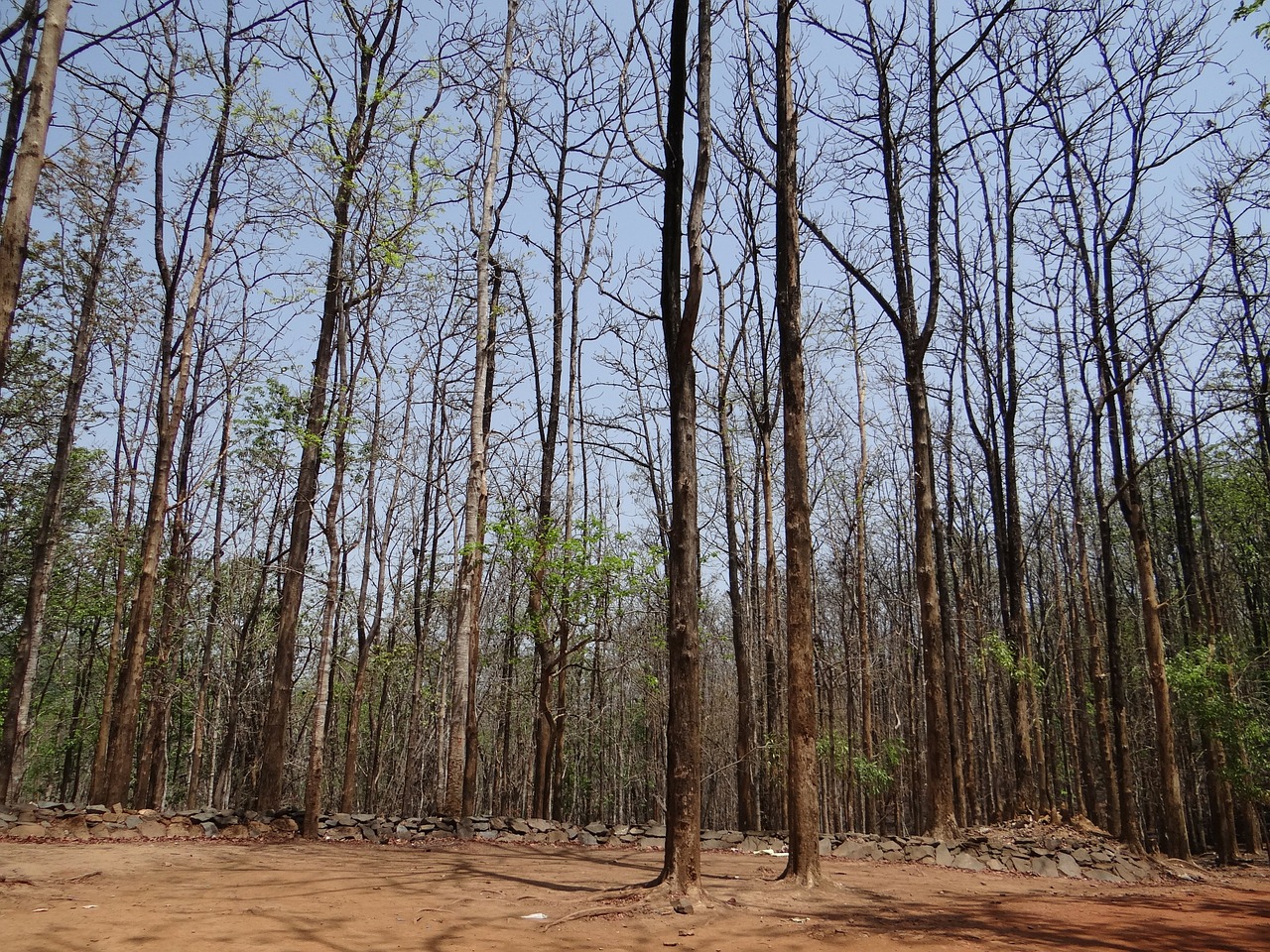 forests dandeli karnataka free photo