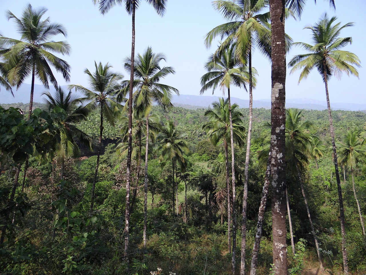 forests coconut groves western ghats free photo