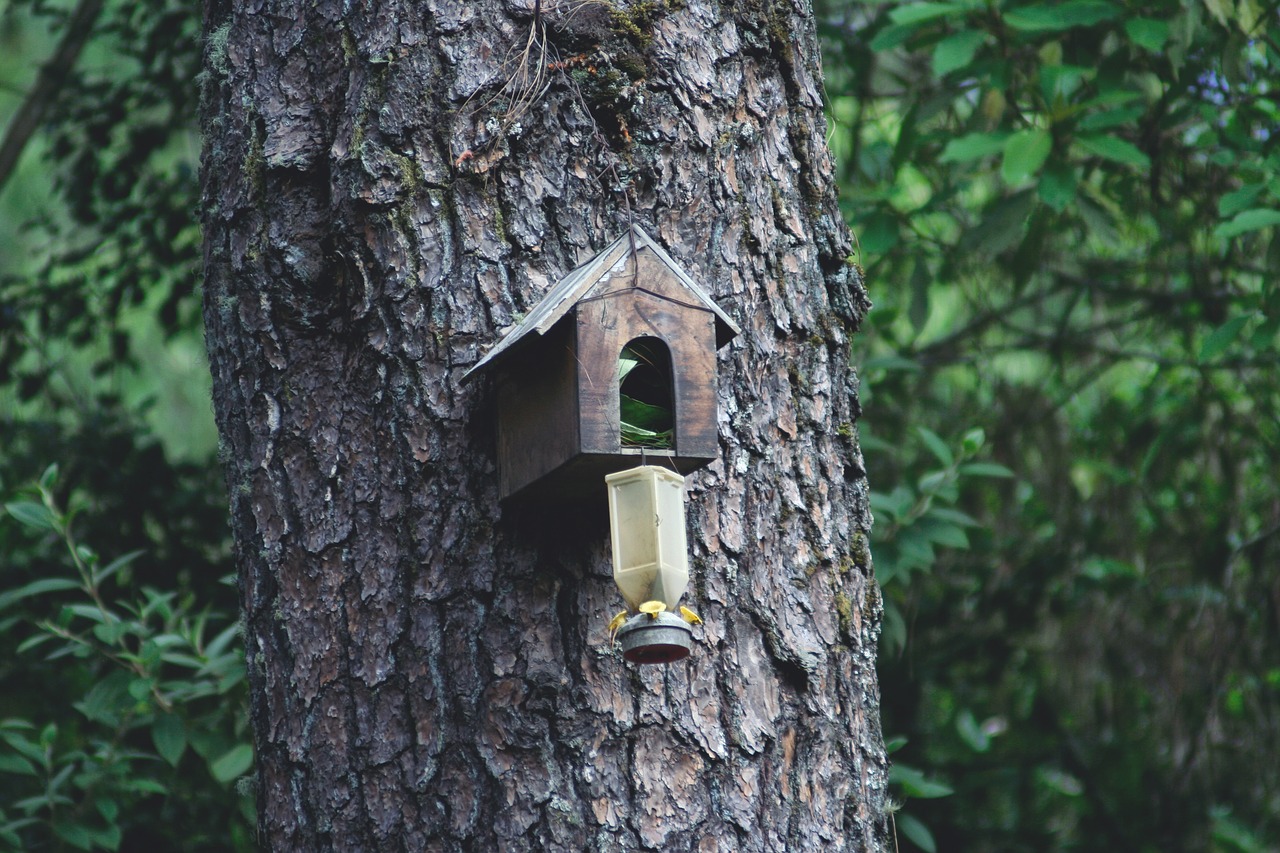 forests  house of birds  birdhouse free photo