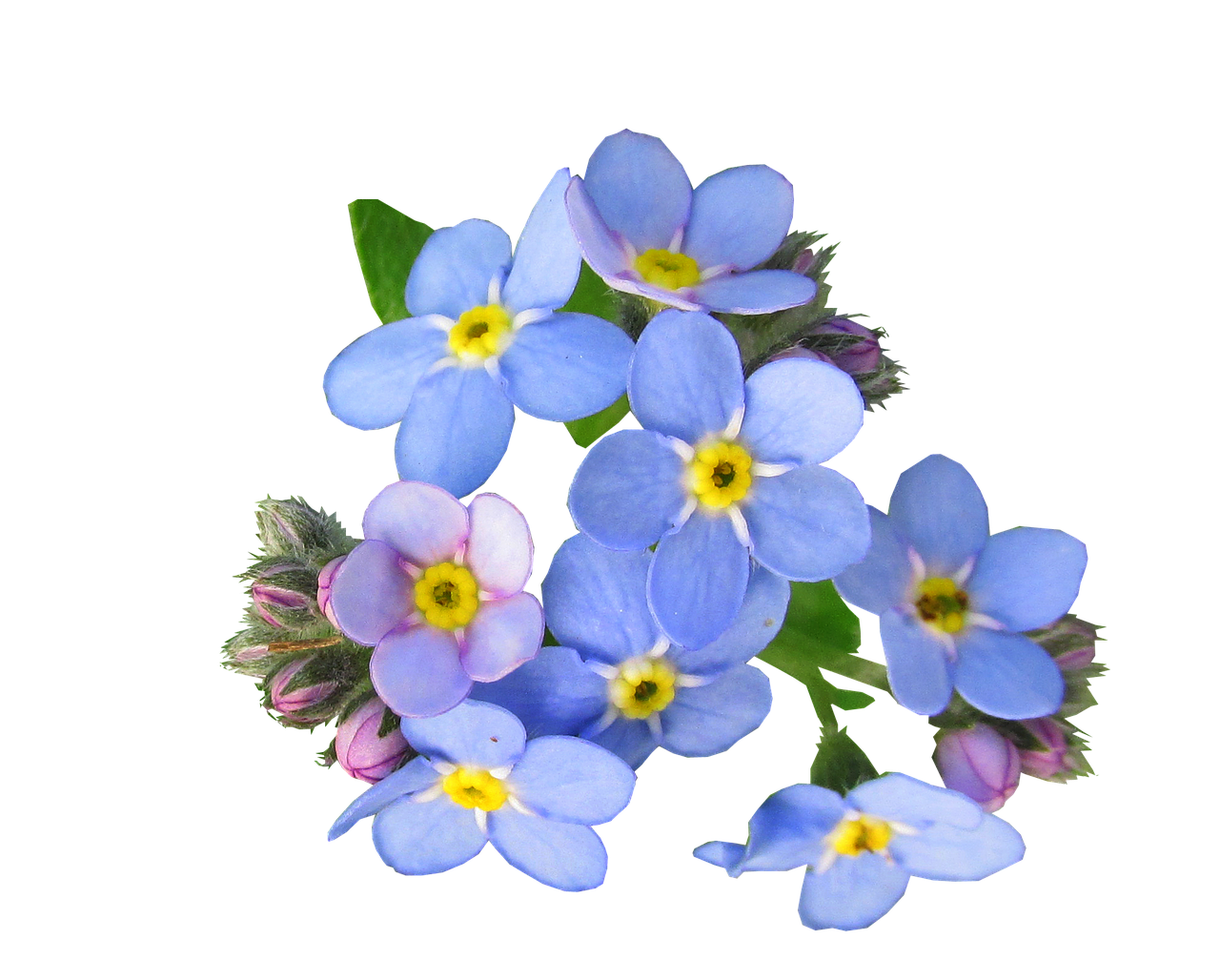 forget me not free photo