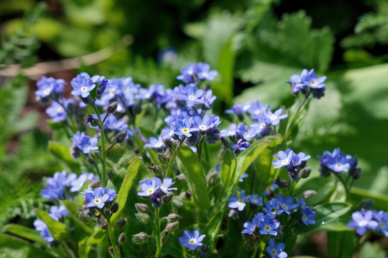 forget me maybe  garden  spring free photo