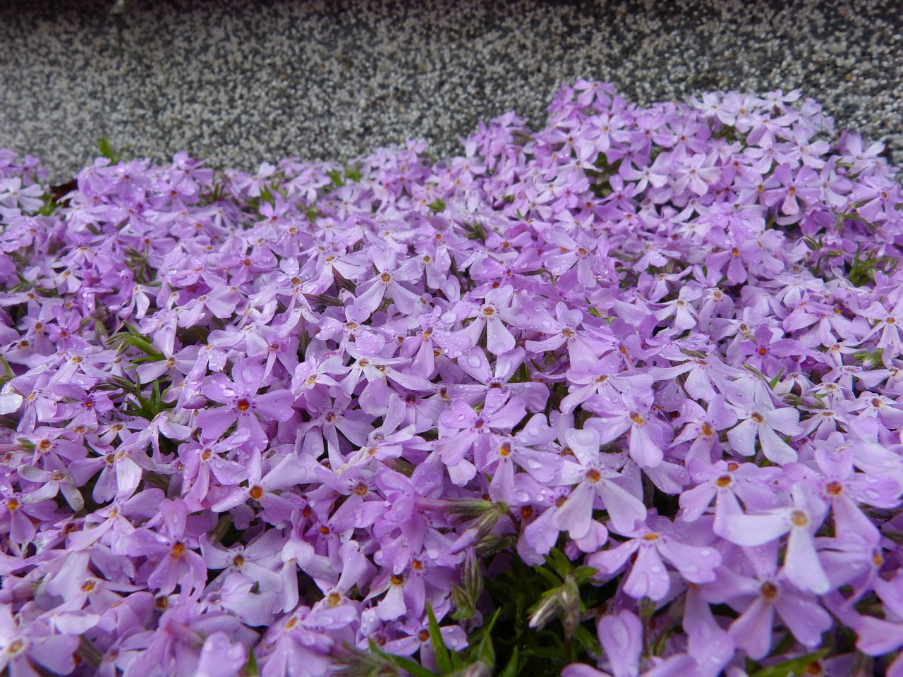 forget me maybe sea of flowers flowers free photo