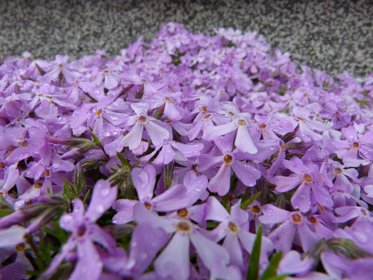 forget me maybe sea of flowers flowers free photo