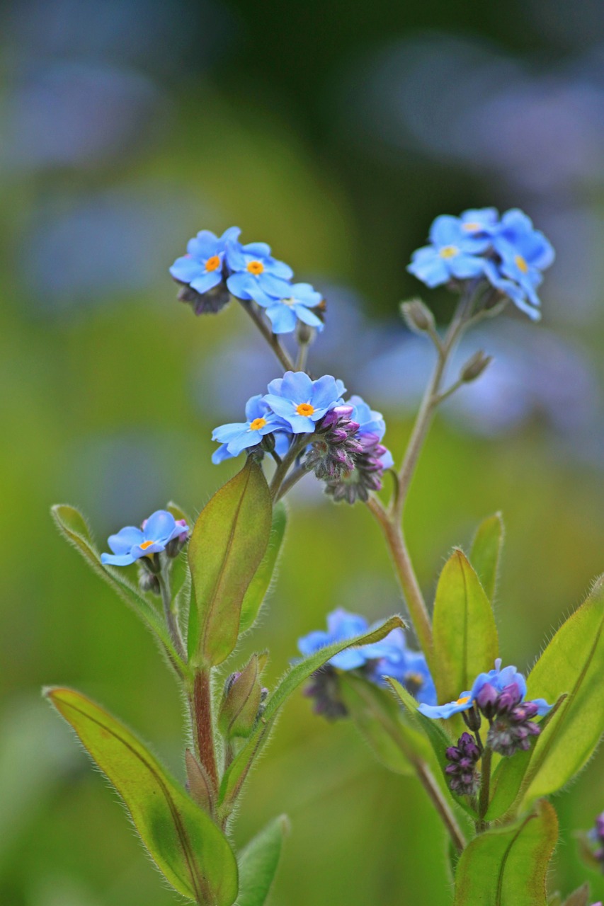 forget me not blossom bloom free photo