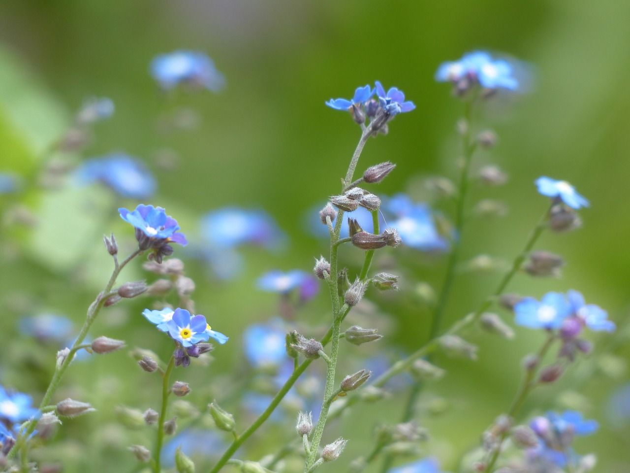 forget me not flower blue free photo