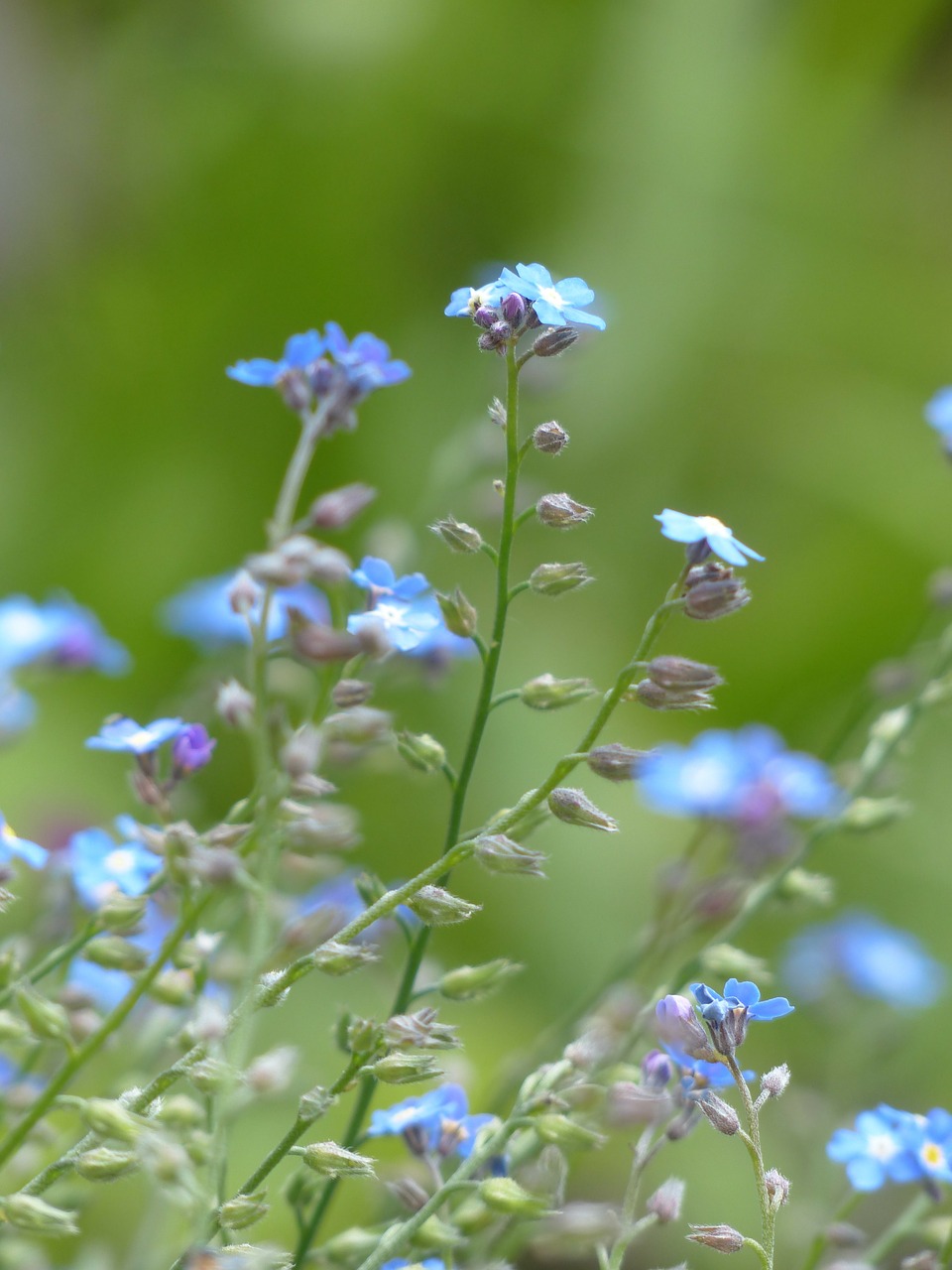 forget me not flower blue free photo
