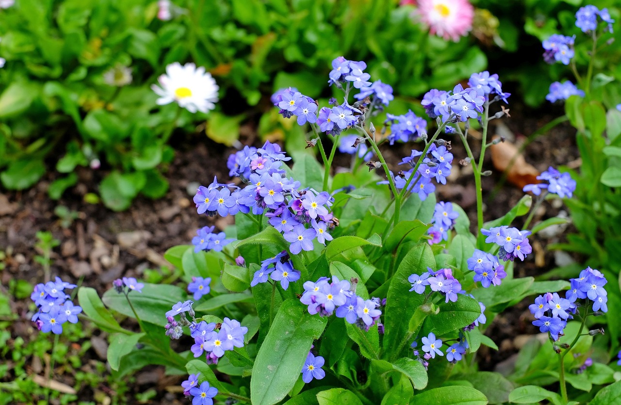 forget me not flower bloom free photo