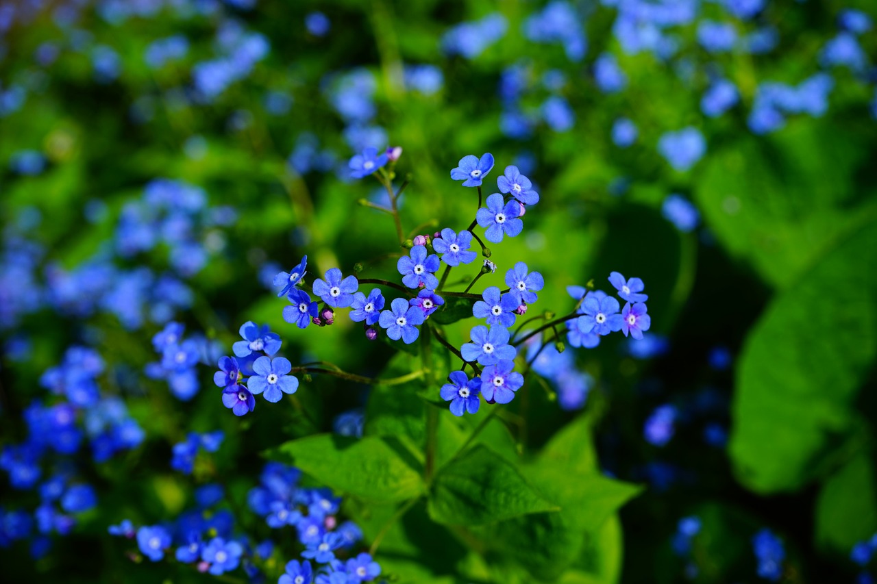 forget me not brunnera vergissmeinnicht brunnera macrophylla free photo