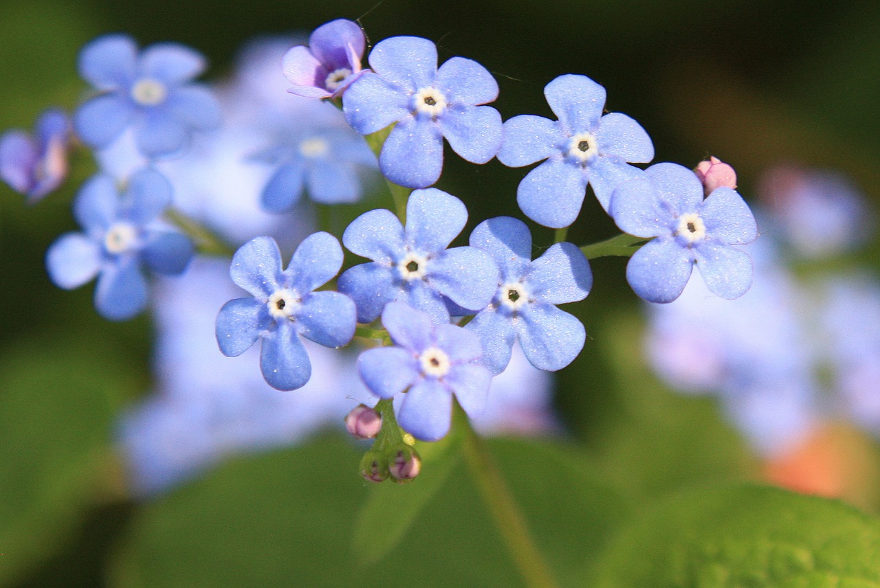 forget me not blossom bloom free photo