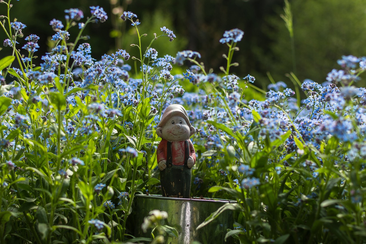 forget me not males nature free photo