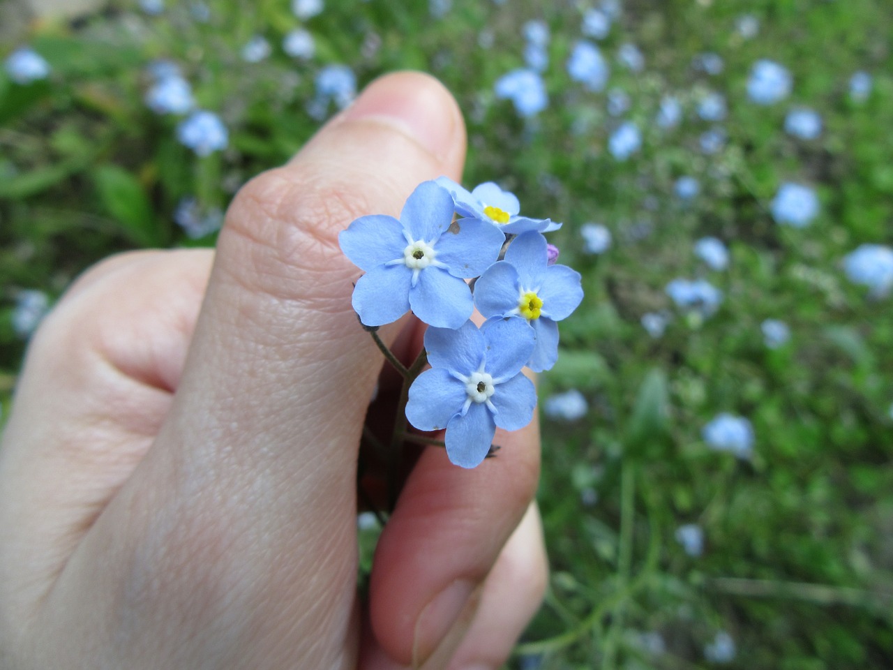 forget-me-not flowers blue free photo