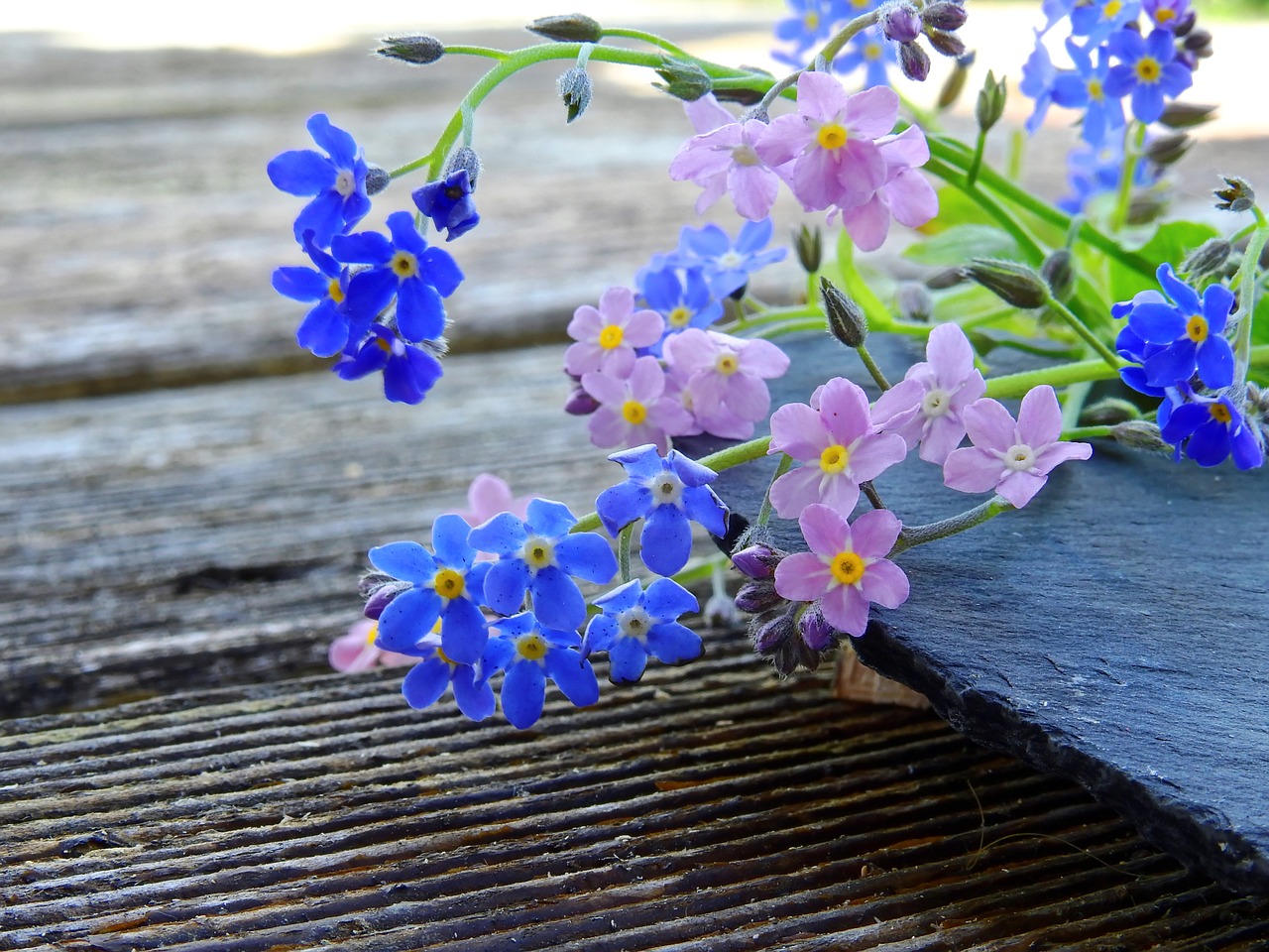 forget me not flowers blue free photo
