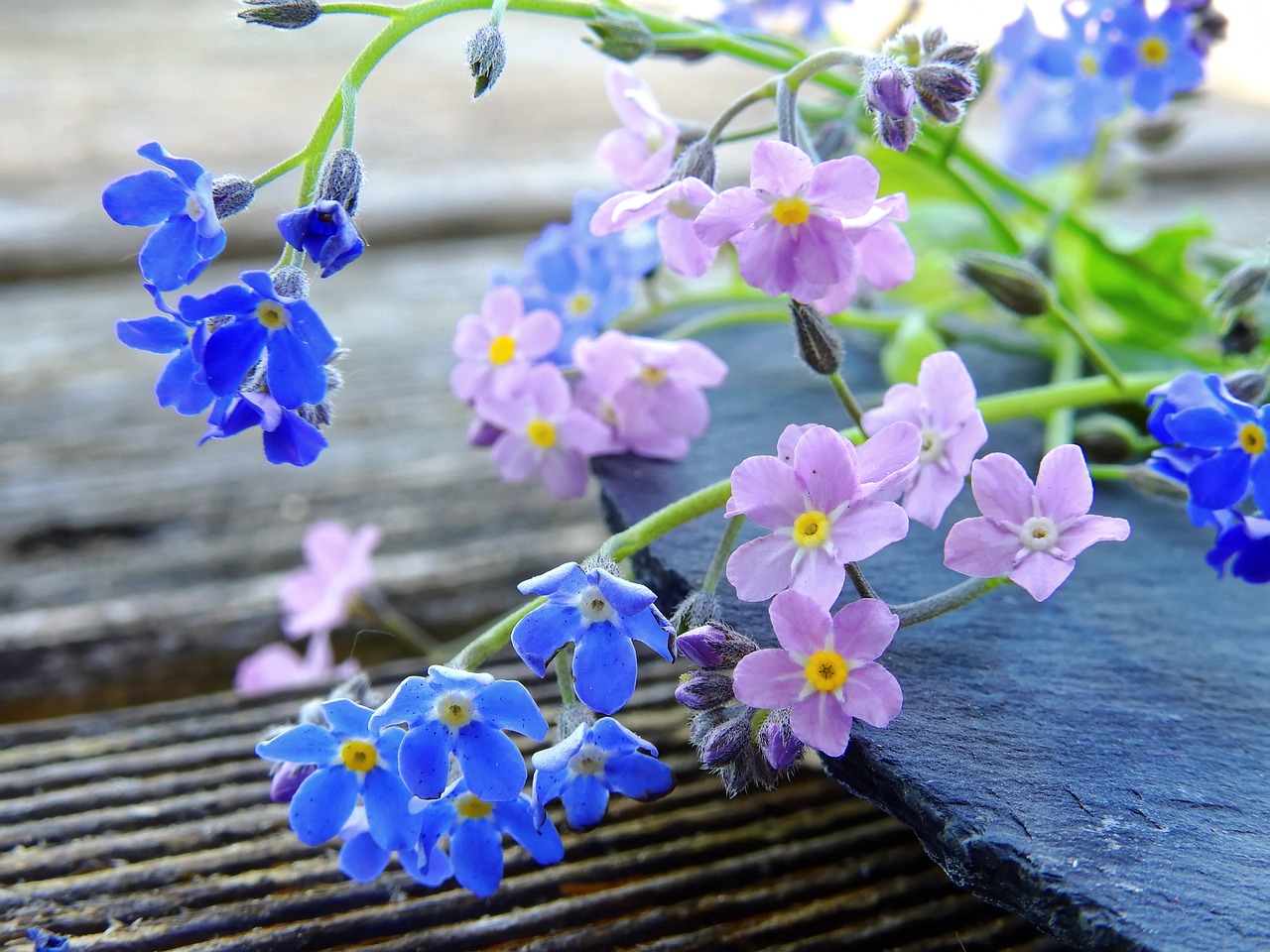 forget me not flowers blue free photo
